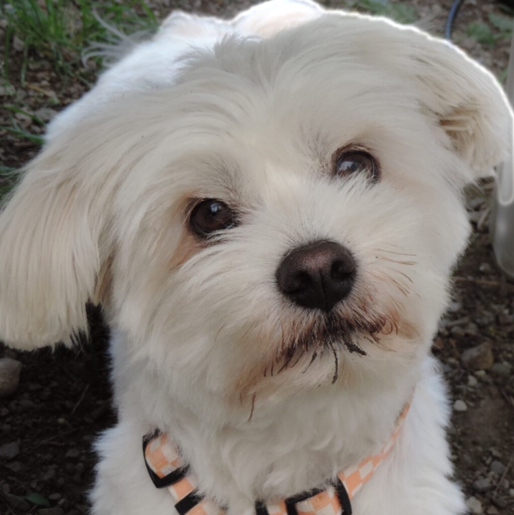 gros plan du chien bichon maltais